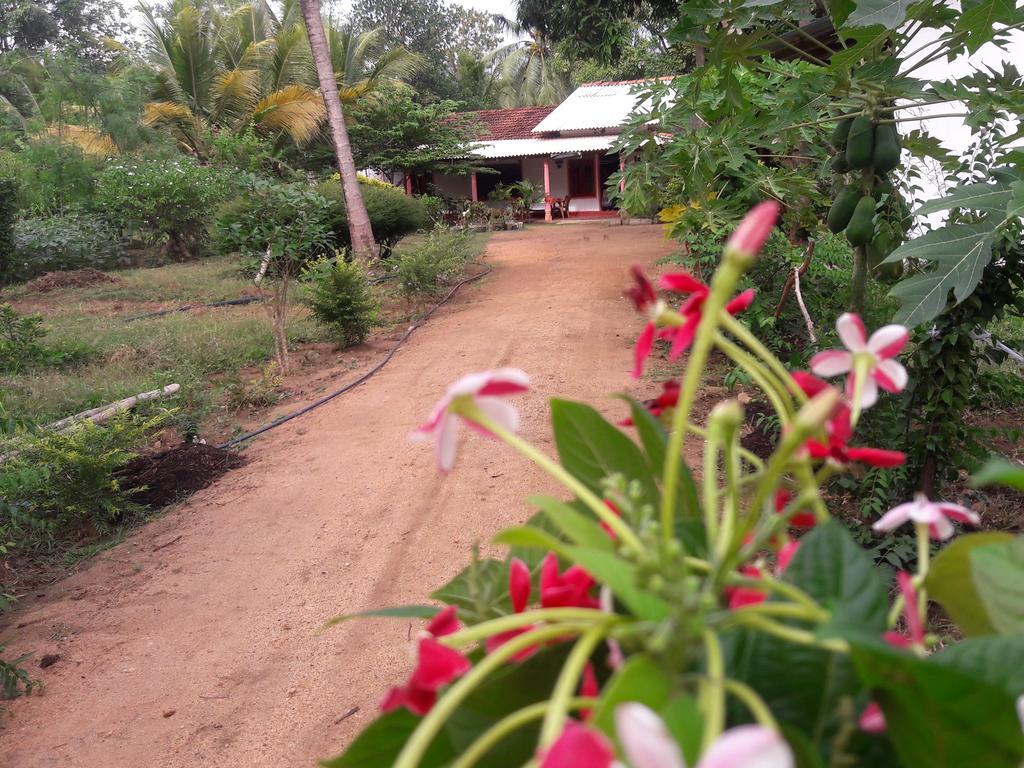 Sigiri Picaso Home Stay Sigiriya Oda fotoğraf