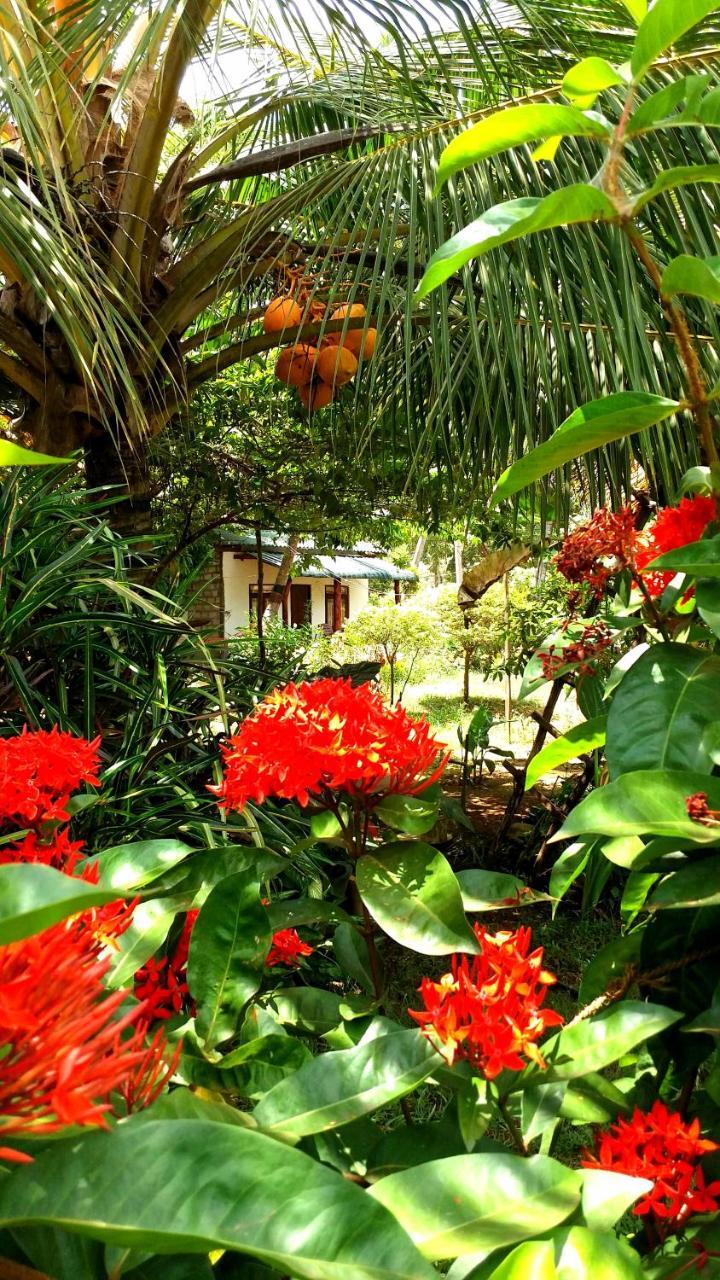 Sigiri Picaso Home Stay Sigiriya Dış mekan fotoğraf