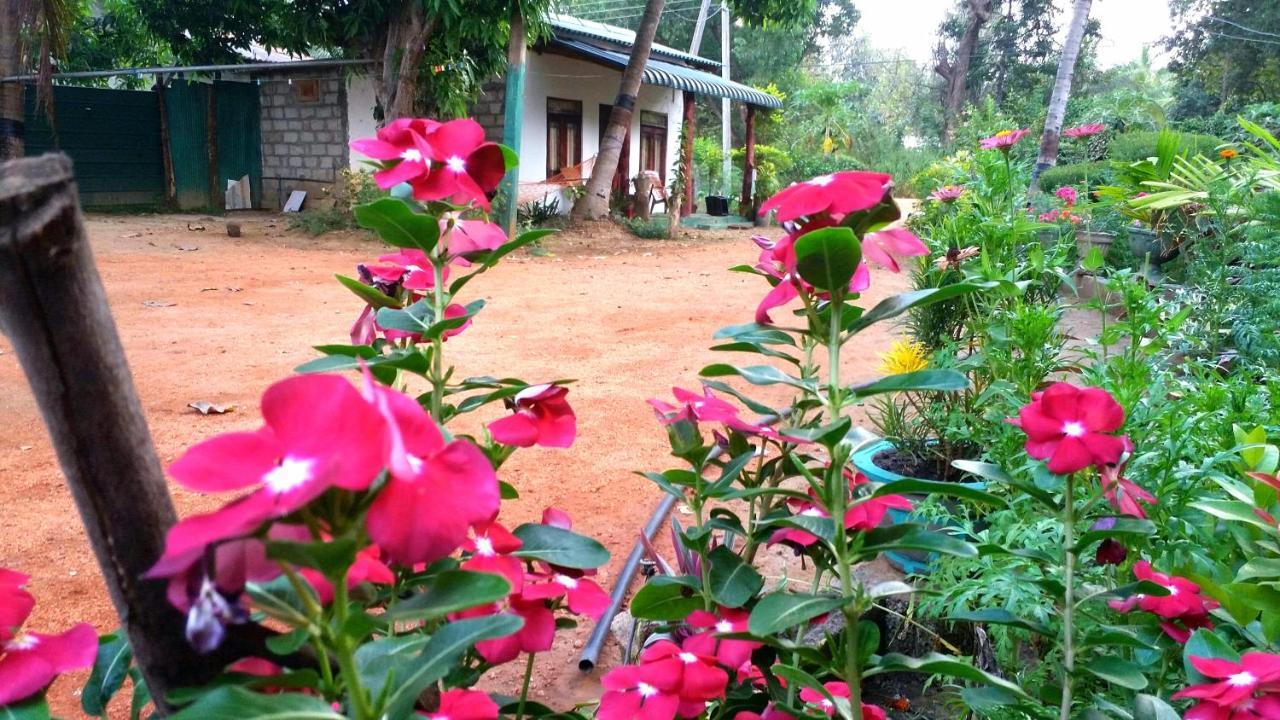 Sigiri Picaso Home Stay Sigiriya Dış mekan fotoğraf